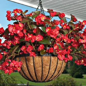 begonia big rose bronze