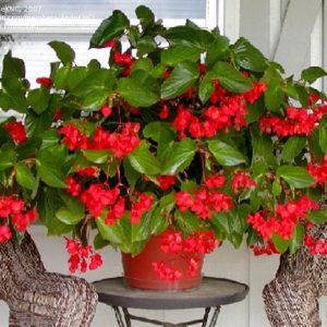 begonia dragon