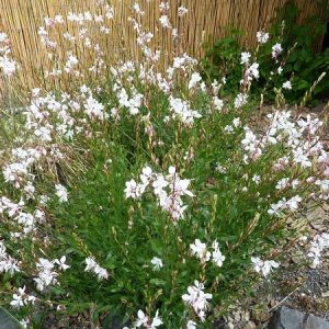 gaura