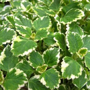 plectranthus