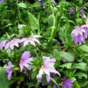 scaevola