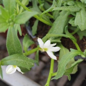 scaevola blanc