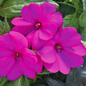 Impatiens Sunpatiens Purple