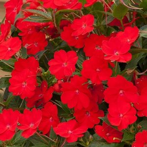 Impatiens-Sunpatiens-Vigorous-Scarlet-89753-FL